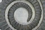 Devonian Ammonite (Anetoceras) With Trilobite Head - Morocco #99901-1
